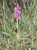 28 juin 1998 - Le Collet d'Allevard (38) - Gil Scappaticci - Plantes dans leur millieu