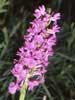 08 mai 1996 - Les Agusas (07) - Gil Scappaticci - Inflorescence