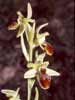 12 mai 2002 - Forcalquier (05) - Olivier Gerbaud - Inflorescence