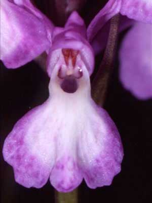 Image_HD