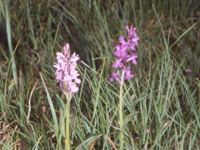 Image_HD