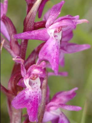 Image_HD