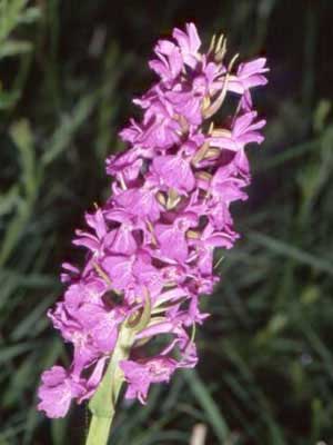Image_HD